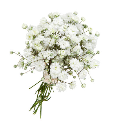 Knapphullsblomst med brudeslør Knapphullsblomst med brudeslør